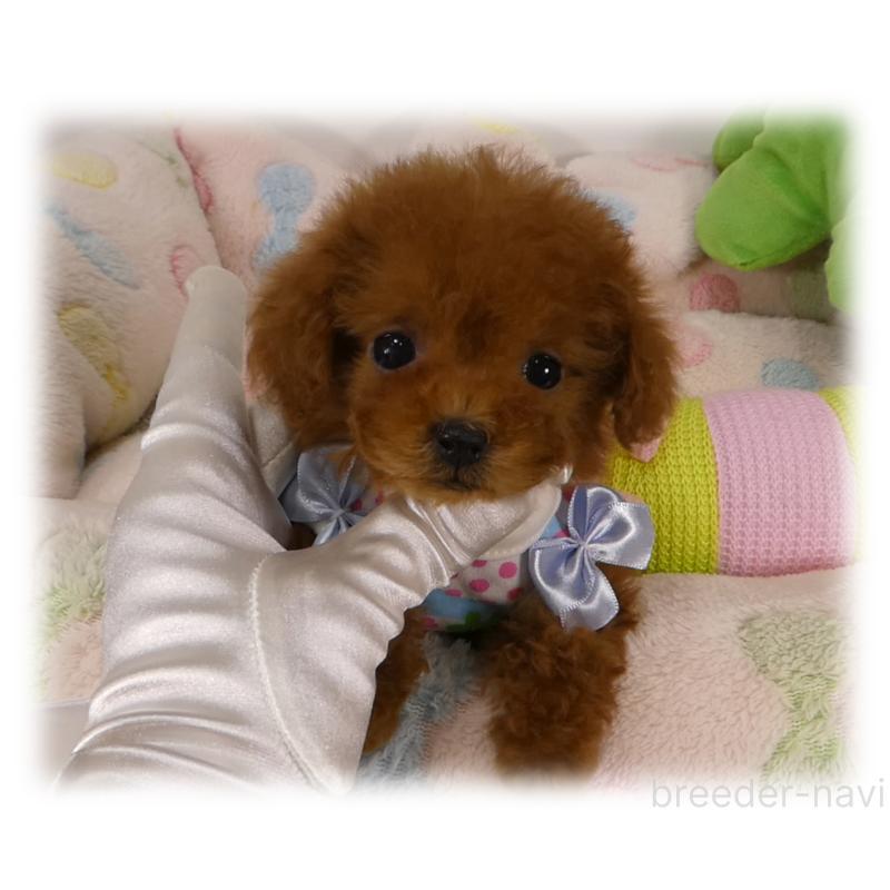 販売中の埼玉県のティーカッププードル-440946の6枚目