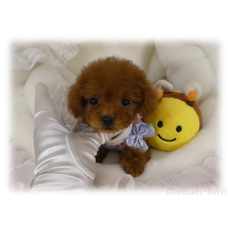 販売中の埼玉県のティーカッププードル-440946の5枚目