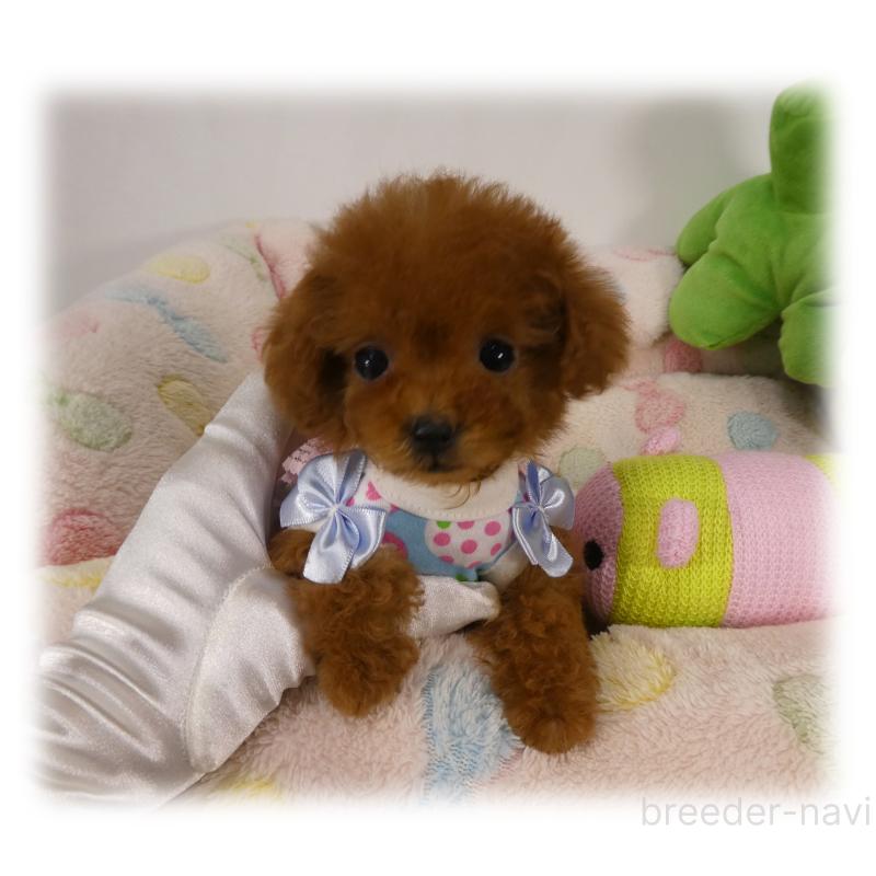 販売中の埼玉県のティーカッププードル-440946の3枚目