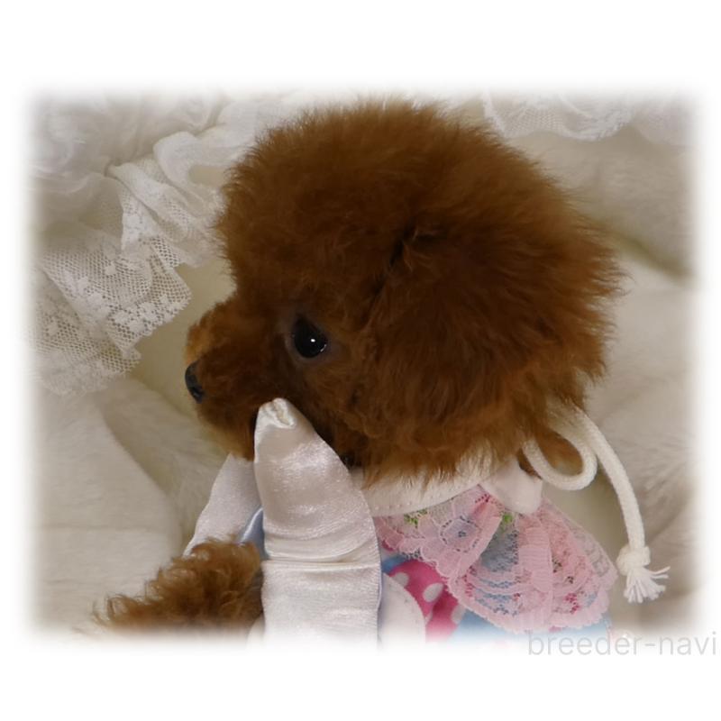 販売中の埼玉県のティーカッププードル-440946の2枚目