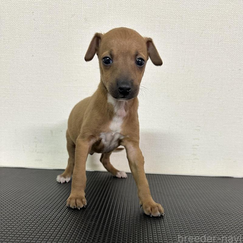 販売中の群馬県のイタリアングレーハウンド(イタグレ)-440947