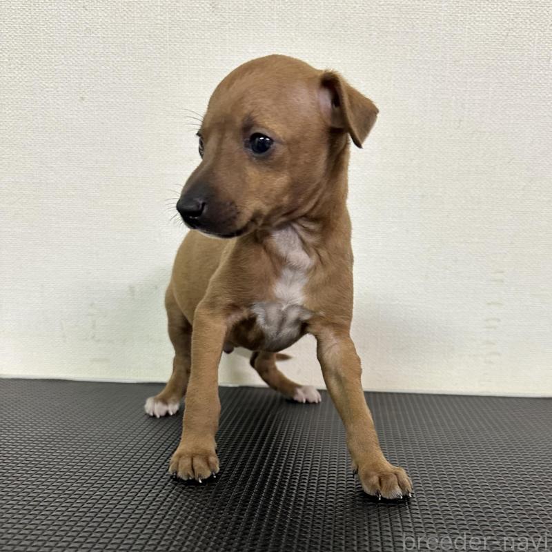 販売中の群馬県のイタリアングレーハウンド(イタグレ)-440947の10枚目