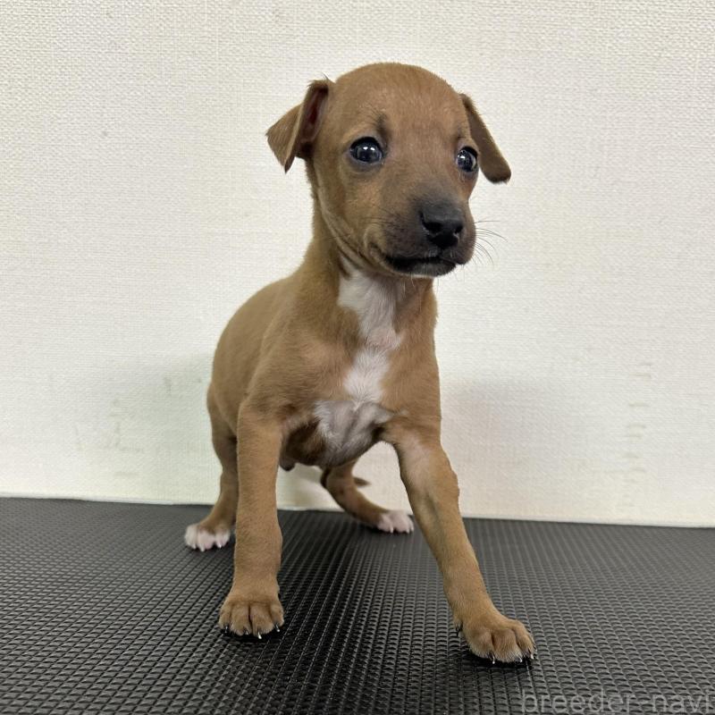 販売中の群馬県のイタリアングレーハウンド(イタグレ)-440947の9枚目