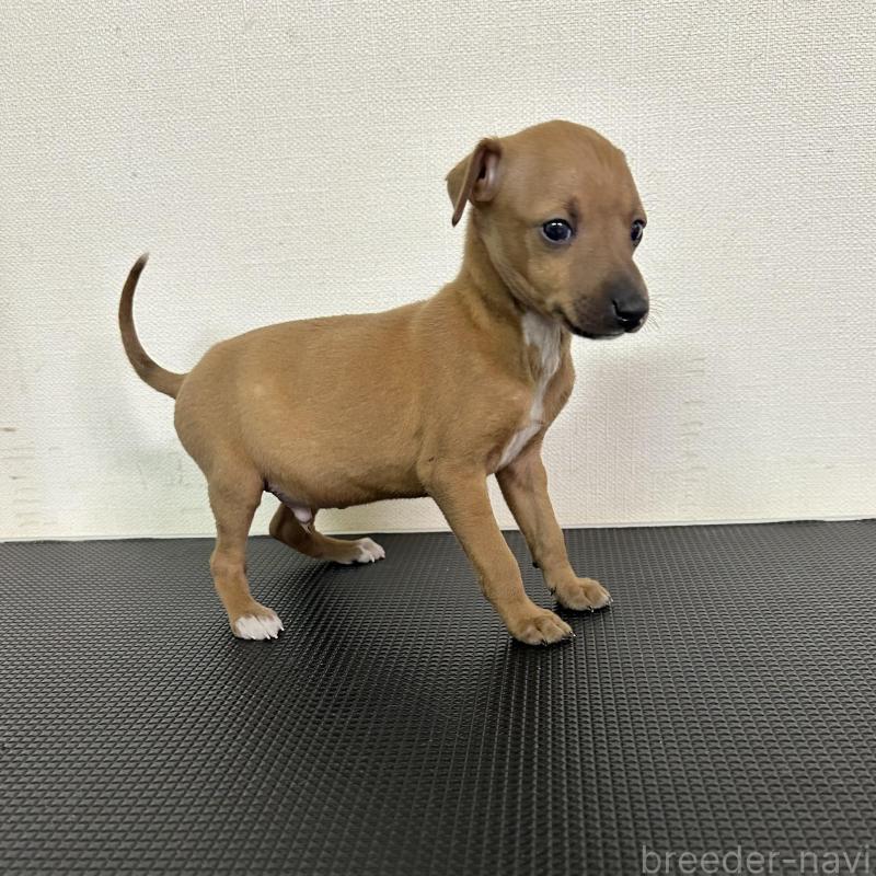 販売中の群馬県のイタリアングレーハウンド(イタグレ)-440947の8枚目