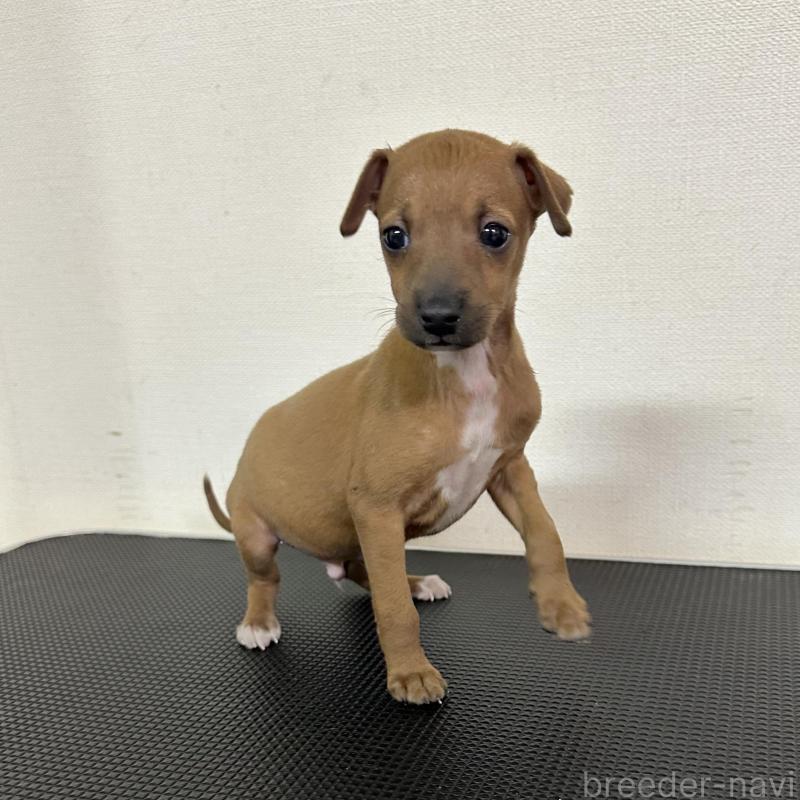 販売中の群馬県のイタリアングレーハウンド(イタグレ)-440947の6枚目