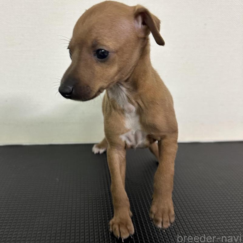 販売中の群馬県のイタリアングレーハウンド(イタグレ)-440947の4枚目