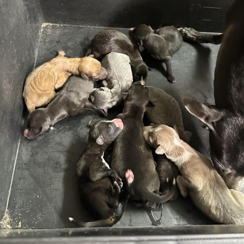 販売中の群馬県のイタリアングレーハウンド(イタグレ)-440947の2枚目