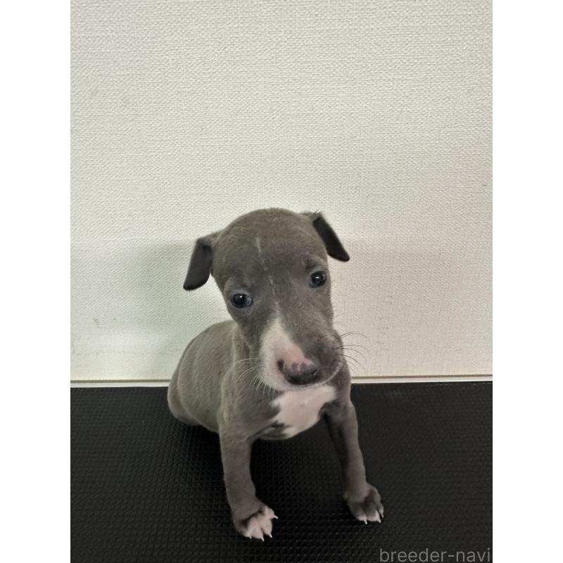 販売中の群馬県のイタリアングレーハウンド(イタグレ)-440949の9枚目
