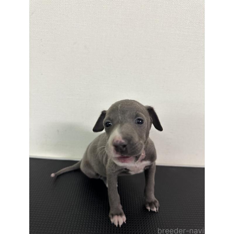 販売中の群馬県のイタリアングレーハウンド(イタグレ)-440949の8枚目
