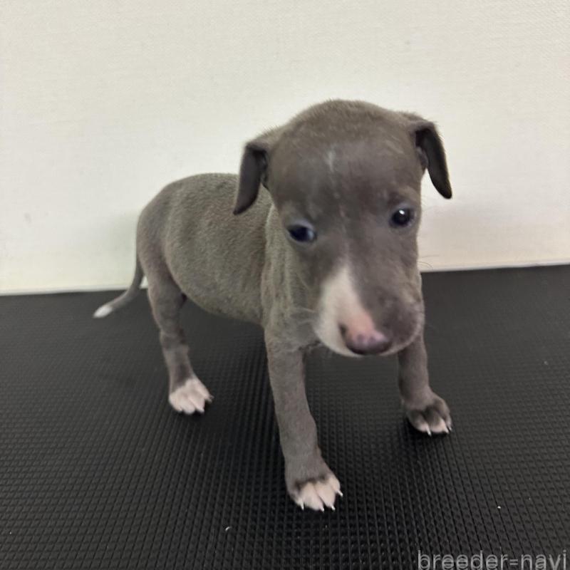 販売中の群馬県のイタリアングレーハウンド(イタグレ)-440949の7枚目