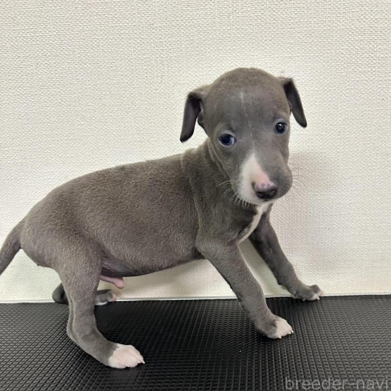 販売中の群馬県のイタリアングレーハウンド(イタグレ)-440949の6枚目