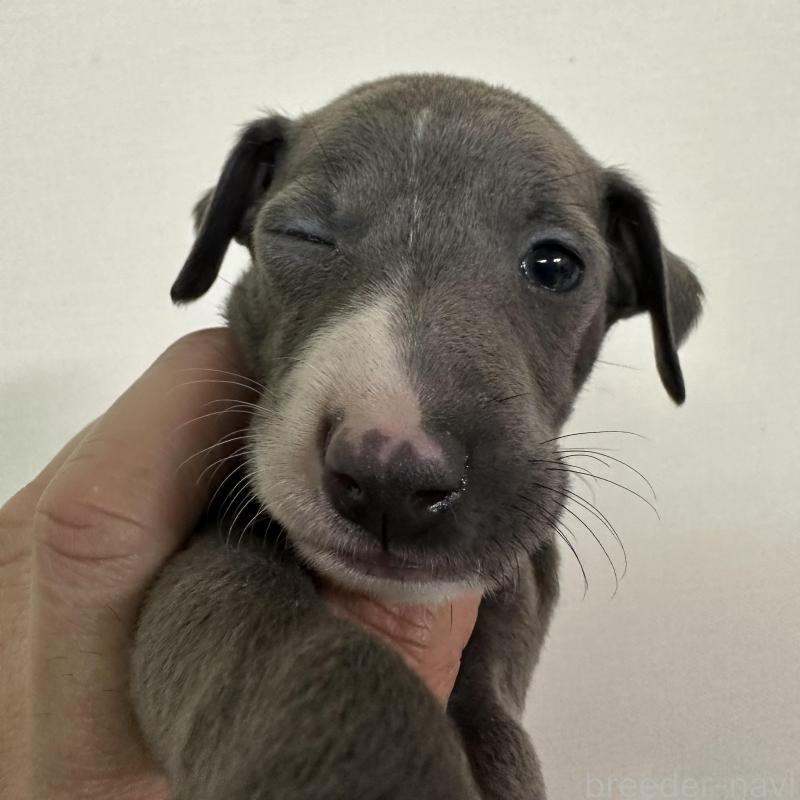 販売中の群馬県のイタリアングレーハウンド(イタグレ)-440949の5枚目