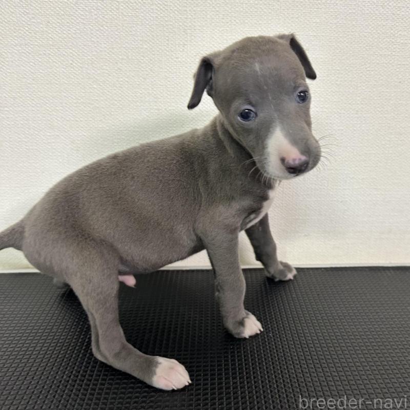 販売中の群馬県のイタリアングレーハウンド(イタグレ)-440949の4枚目