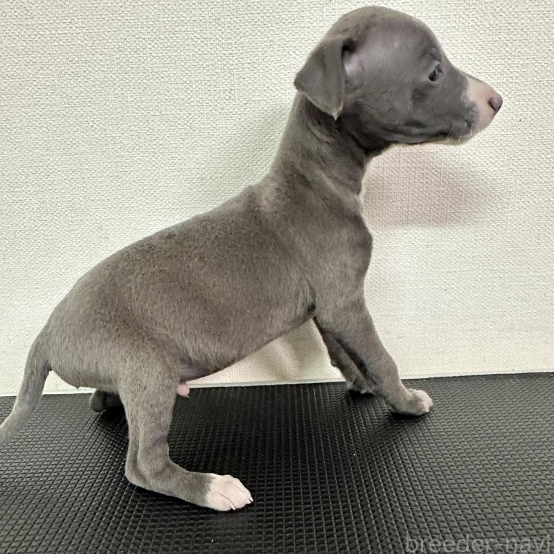 販売中の群馬県のイタリアングレーハウンド(イタグレ)-440949の3枚目