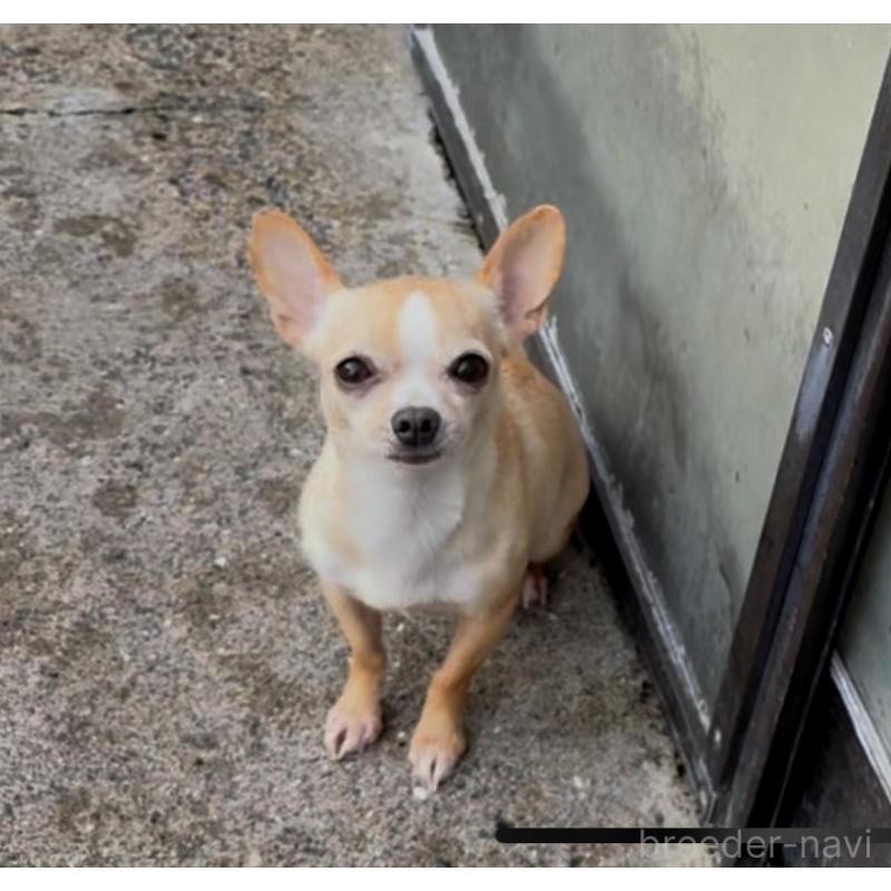 商談中の山口県のチワワ(スムースコート)-434371の3枚目