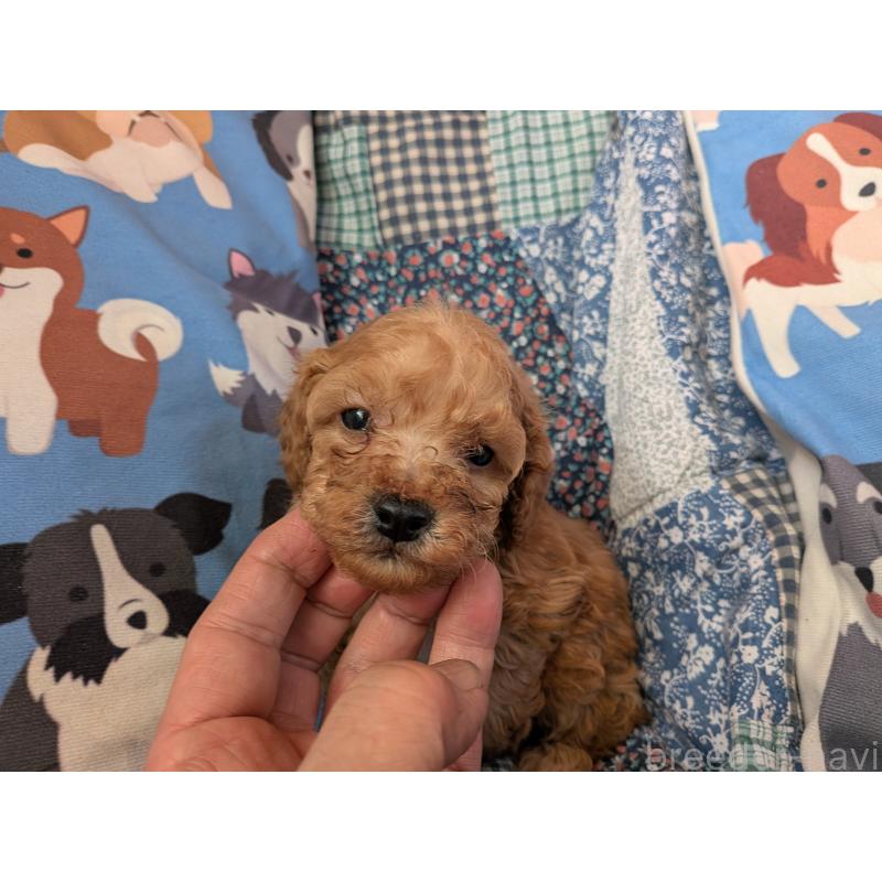 販売中の長野県のタイニープードル-440948の5枚目