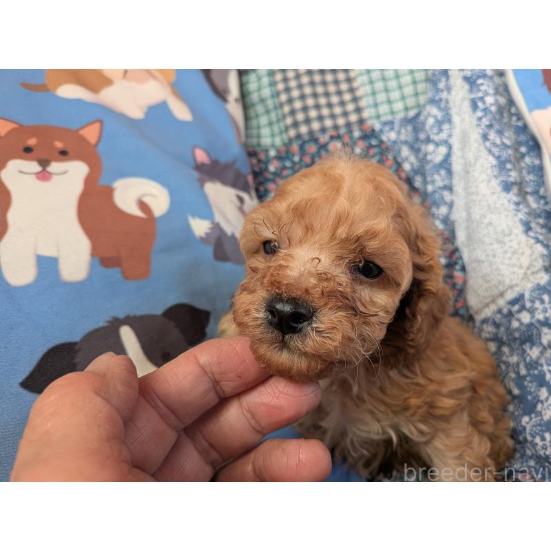 販売中の長野県のタイニープードル-440948の4枚目