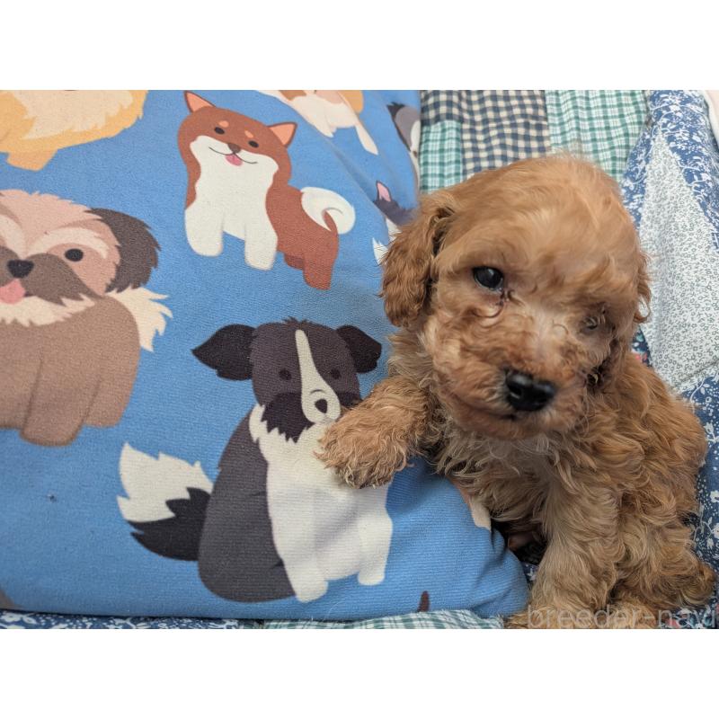 販売中の長野県のタイニープードル-440948の3枚目