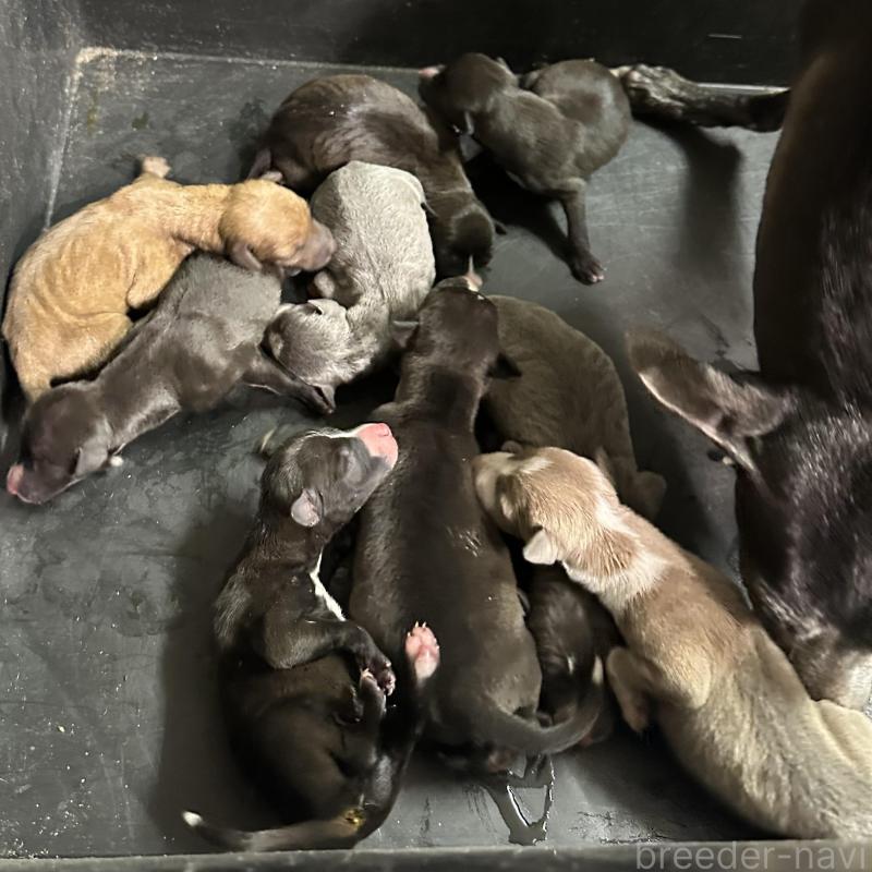 販売中の群馬県のイタリアングレーハウンド(イタグレ)-440949の2枚目