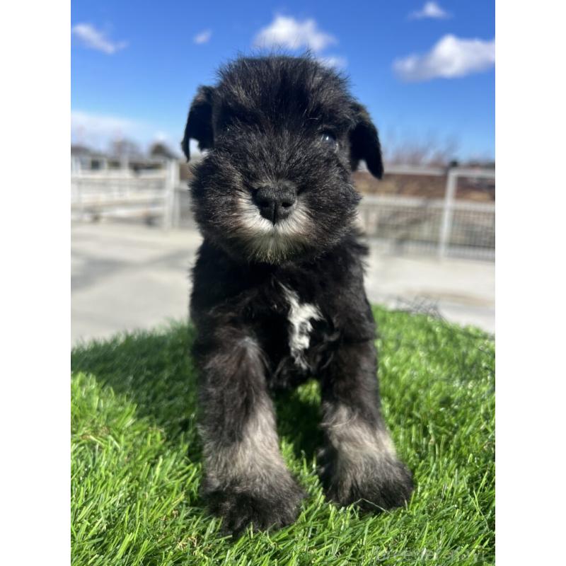 販売中の埼玉県のミニチュアシュナウザー-440950の4枚目