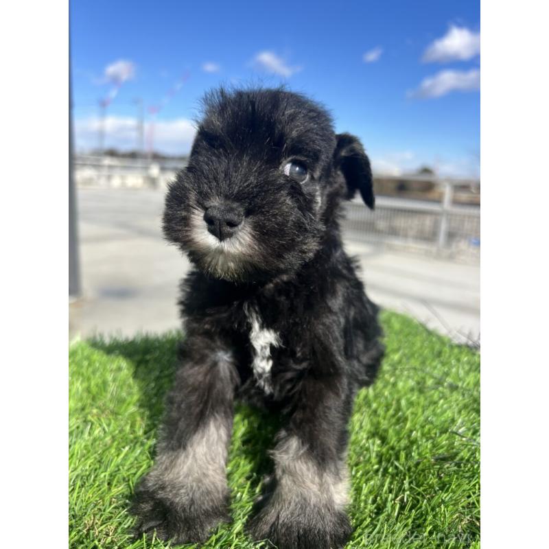 販売中の埼玉県のミニチュアシュナウザー-440950の3枚目