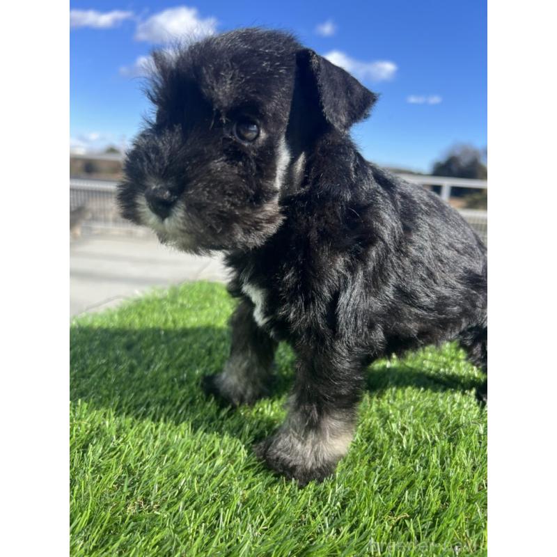 販売中の埼玉県のミニチュアシュナウザー-440950の2枚目