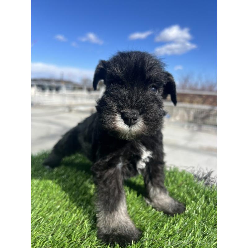 販売中の埼玉県のミニチュアシュナウザー-440950