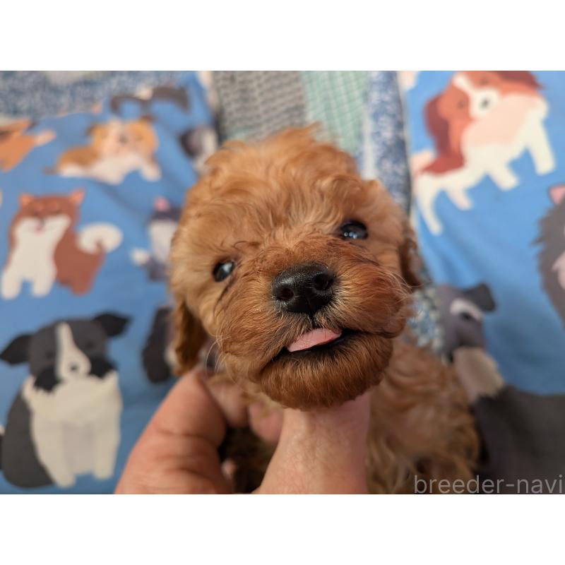 販売中の長野県のティーカッププードル-440952の5枚目