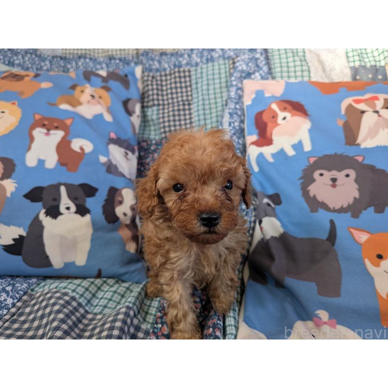 販売中の長野県のティーカッププードル-440952の4枚目