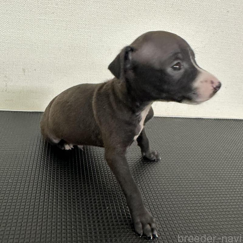 販売中の群馬県のイタリアングレーハウンド(イタグレ)-440951の7枚目