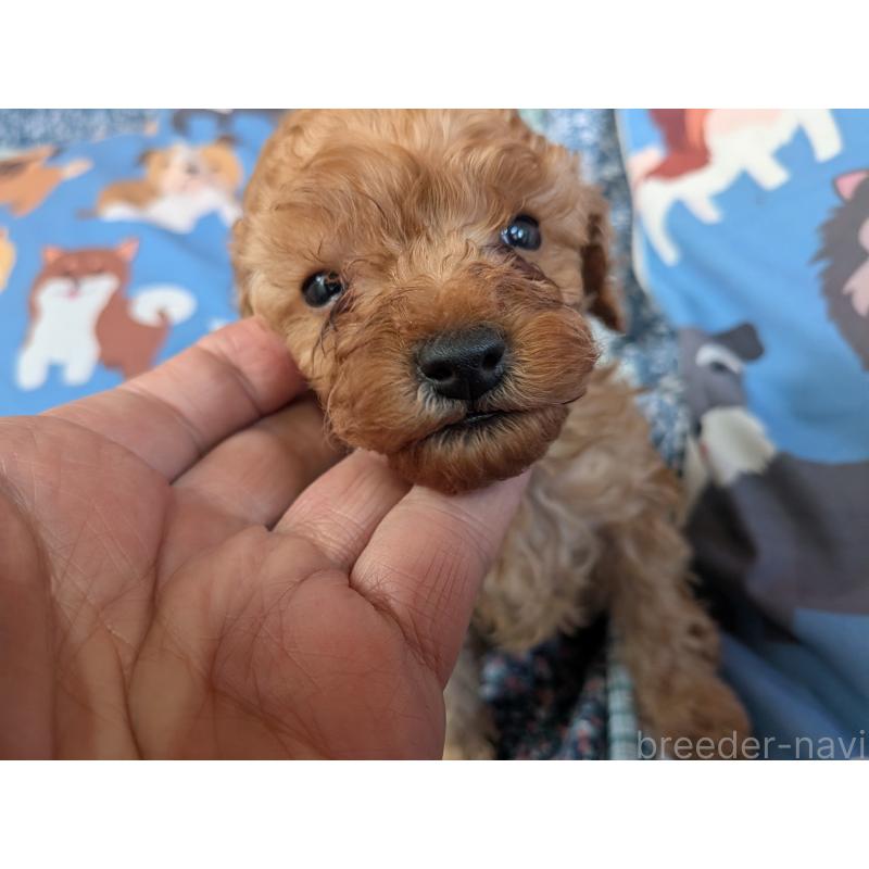 販売中の長野県のティーカッププードル-440952の3枚目