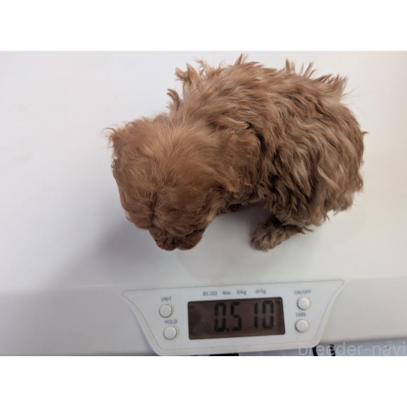 販売中の長野県のティーカッププードル-440952の2枚目