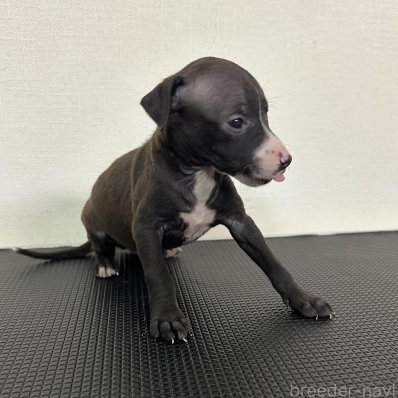 販売中の群馬県のイタリアングレーハウンド(イタグレ)-440951の6枚目