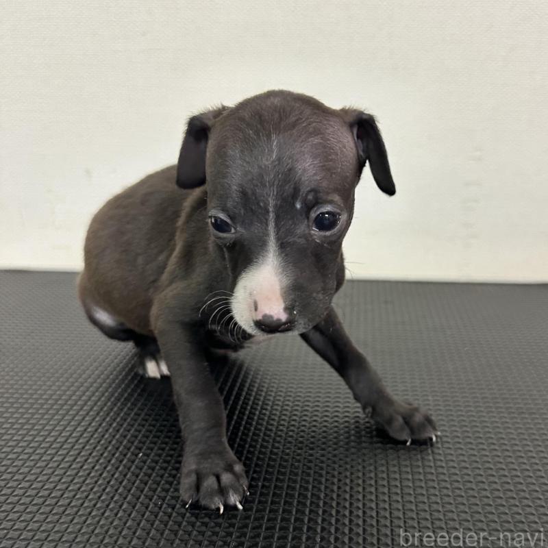販売中の群馬県のイタリアングレーハウンド(イタグレ)-440951の5枚目
