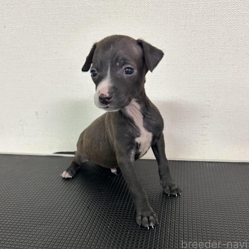 販売中の群馬県のイタリアングレーハウンド(イタグレ)-440951の4枚目