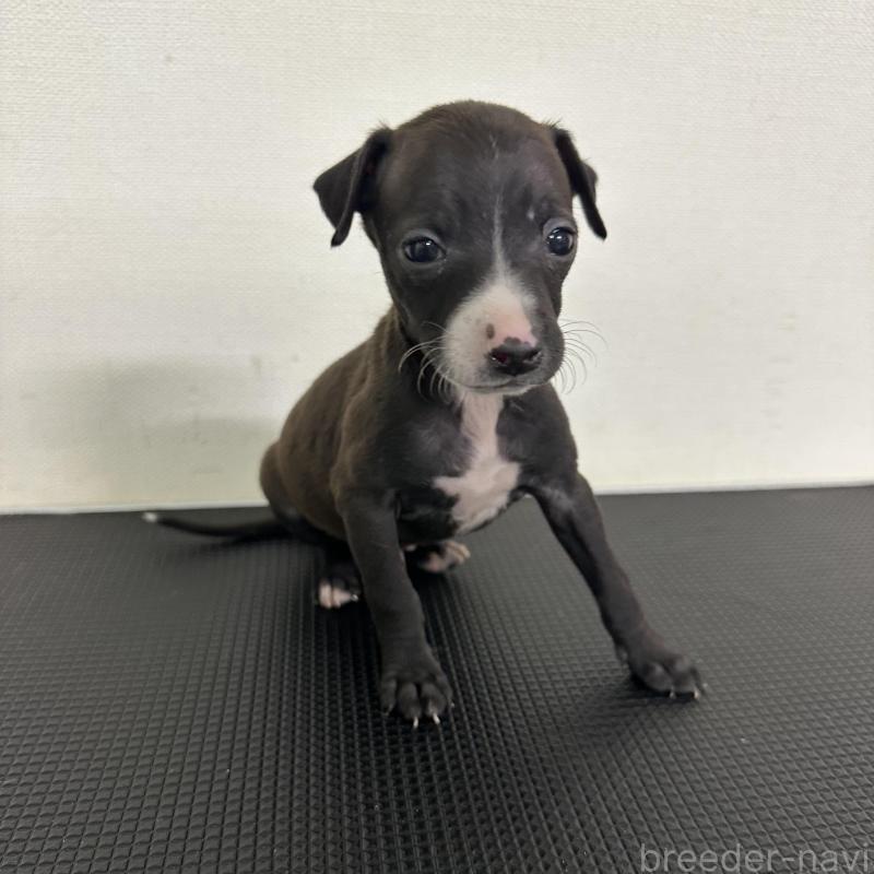 販売中の群馬県のイタリアングレーハウンド(イタグレ)-440951の3枚目