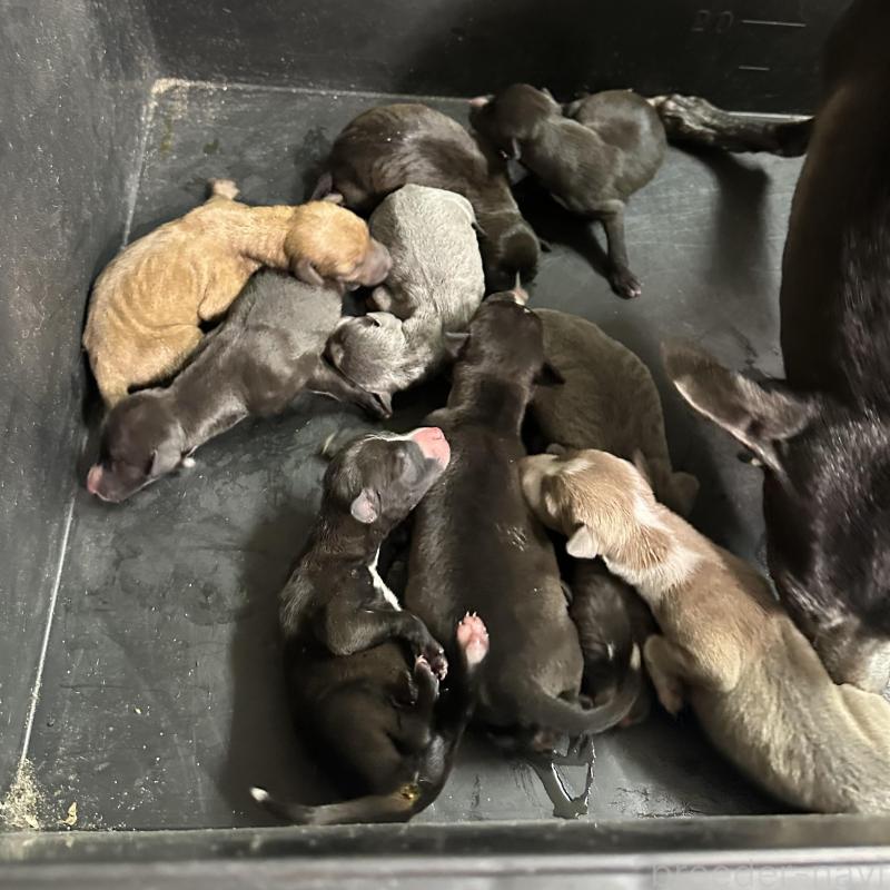 販売中の群馬県のイタリアングレーハウンド(イタグレ)-440951の2枚目