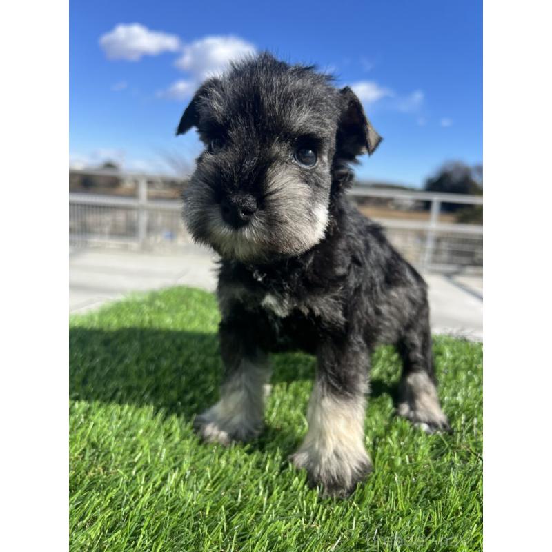 販売中の埼玉県のミニチュアシュナウザー-440953の1枚目