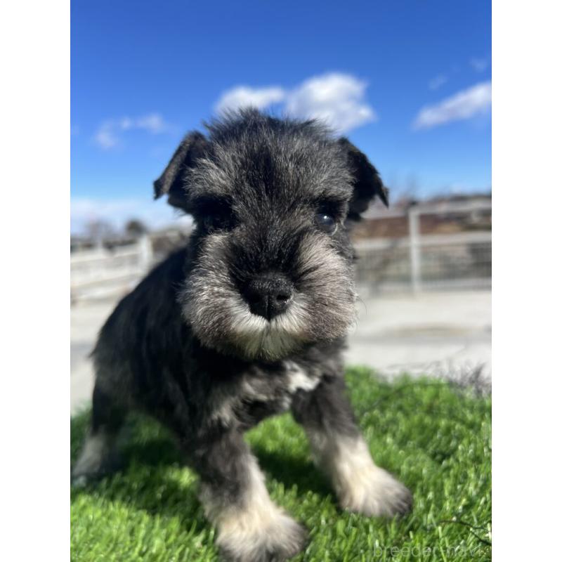 販売中の埼玉県のミニチュアシュナウザー-440953の3枚目