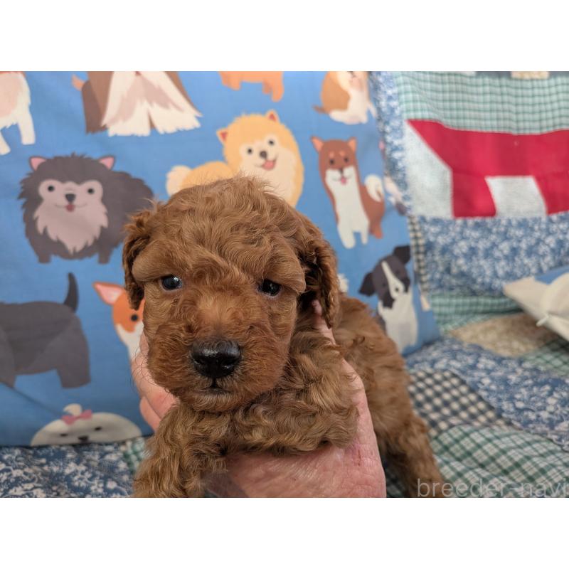 販売中の長野県のトイプードル-440956の5枚目