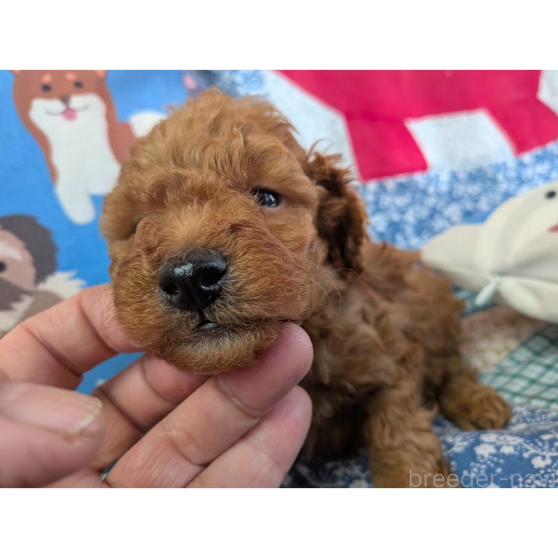 販売中の長野県のトイプードル-440956の4枚目