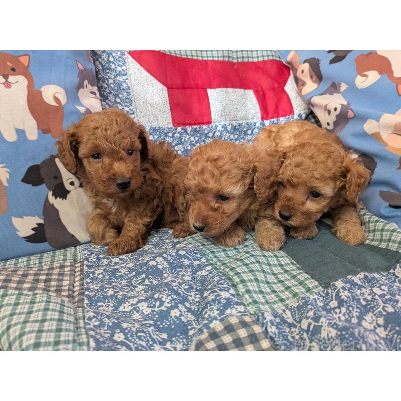 販売中の長野県のトイプードル-440956の3枚目