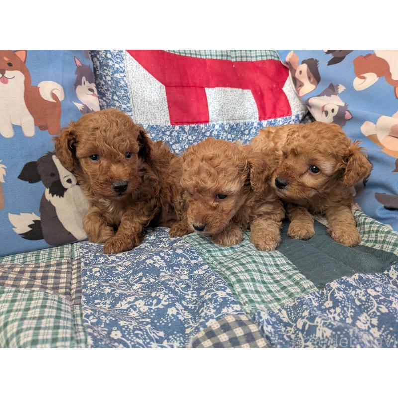 販売中の長野県のトイプードル-440956の2枚目