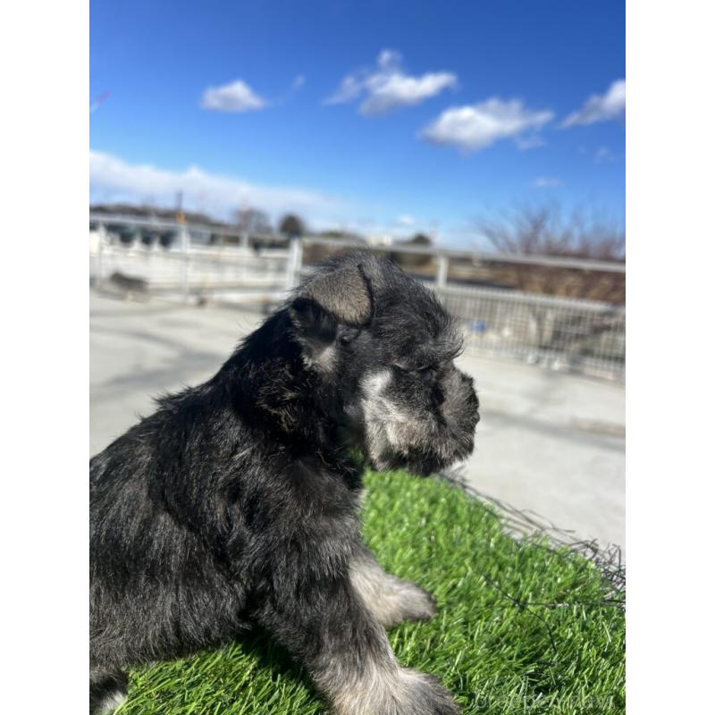 販売中の埼玉県のミニチュアシュナウザー-440955の4枚目