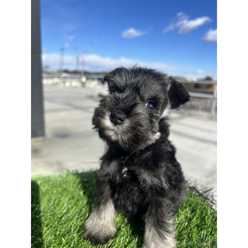 販売中の埼玉県のミニチュアシュナウザー-440955の3枚目