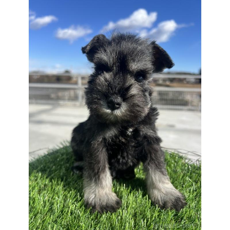 販売中の埼玉県のミニチュアシュナウザー-440955の2枚目