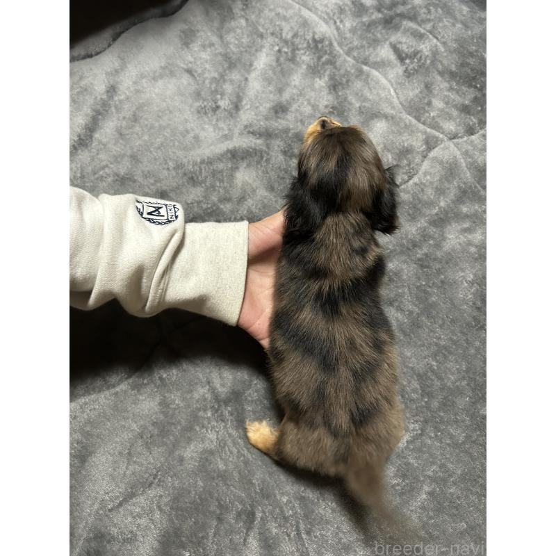 成約済の鹿児島県のカニンヘンダックスフンド(ロングヘアード)-438412の4枚目