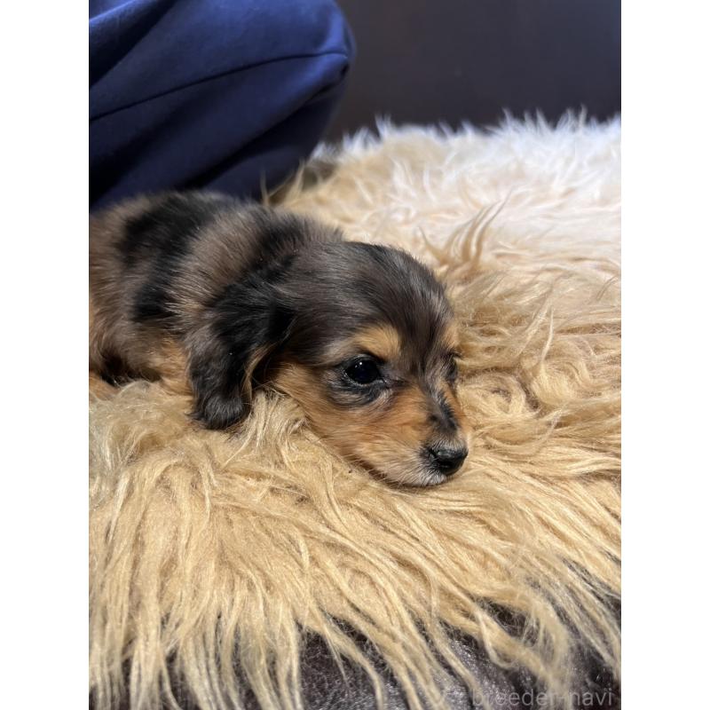 成約済の鹿児島県のカニンヘンダックスフンド(ロングヘアード)-438412の2枚目