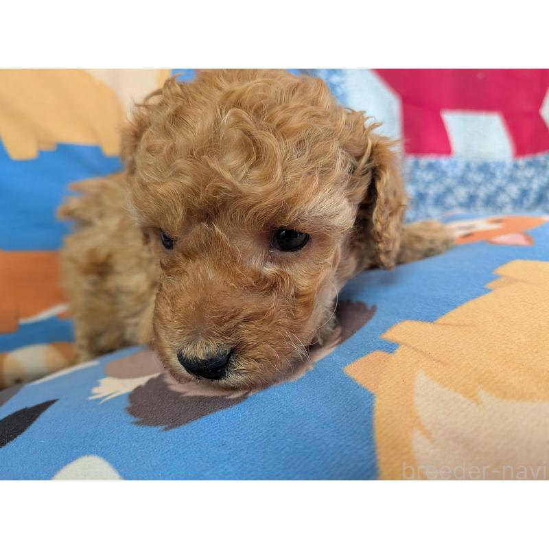 販売中の長野県のトイプードル-440957の5枚目