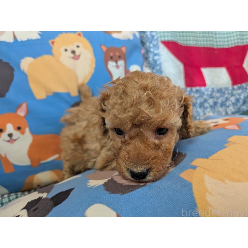 販売中の長野県のトイプードル-440957の4枚目